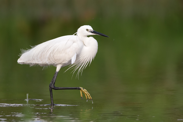 Seidenreiher, Egretta garzetta, Reiher, Tagreiher, Schreitvoegel, Schreitvogel, Egretta, Lesvos, Lesbos 
