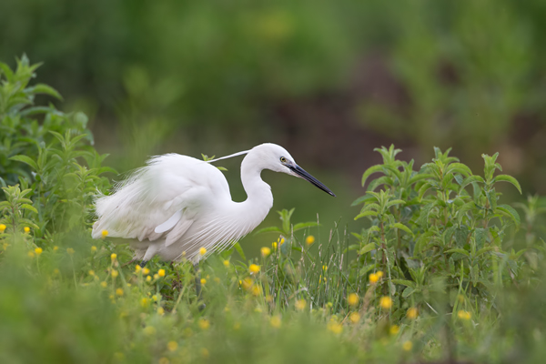 Seidenreiher, Egretta garzetta, Reiher, Tagreiher, Schreitvoegel, Schreitvogel, Egretta, Lesvos, Lesbos 