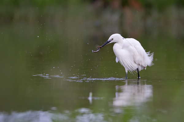 Seidenreiher, Egretta garzetta, Reiher, Tagreiher, Schreitvoegel, Schreitvogel, Egretta, Lesvos, Lesbos 