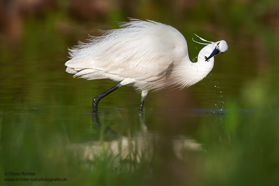 Seidenreiher, Egretta garzetta, Reiher, Tagreiher, Schreitvoegel, Schreitvogel, Egretta, Lesvos, Lesbos 