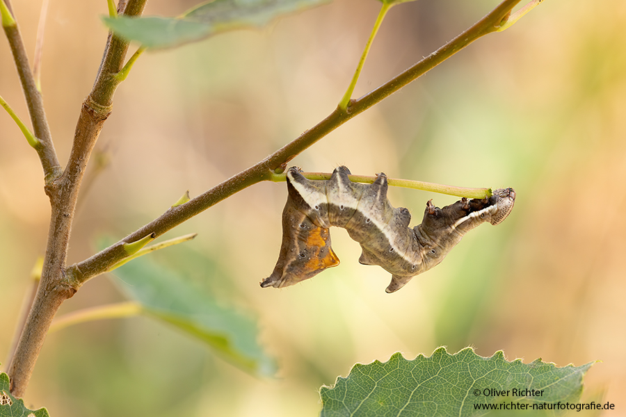 Zickzackspinner - Notodonta ziczac, Syn.: Eligmodonta ziczac, Zahnspinner, Insekten, Spinner, Raupe, Muldental, Grimma, Pappeln, Notodontidae