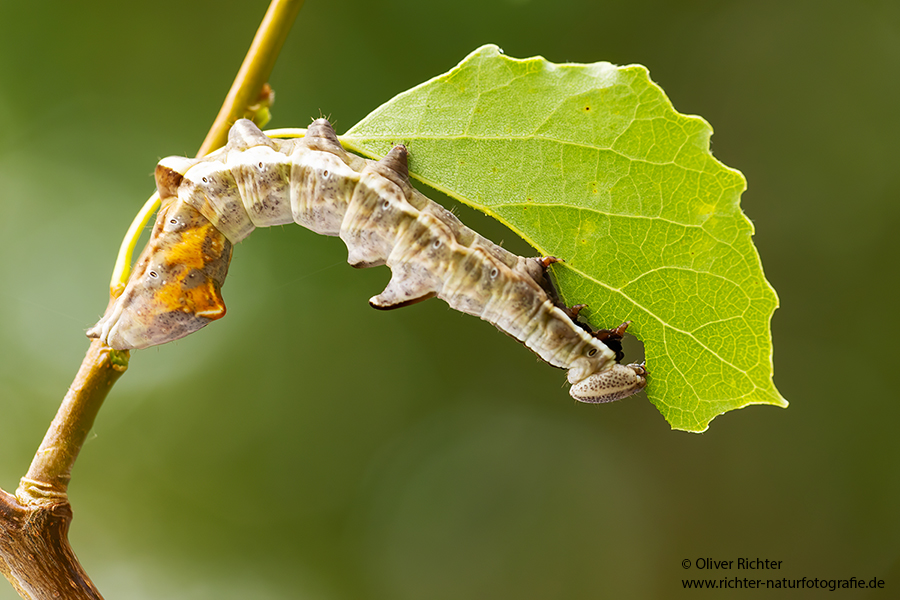 Zickzackspinner - Notodonta ziczac, Syn.: Eligmodonta ziczac, Zahnspinner, Insekten, Spinner, Raupe, Muldental, Grimma, Pappeln, Notodontidae