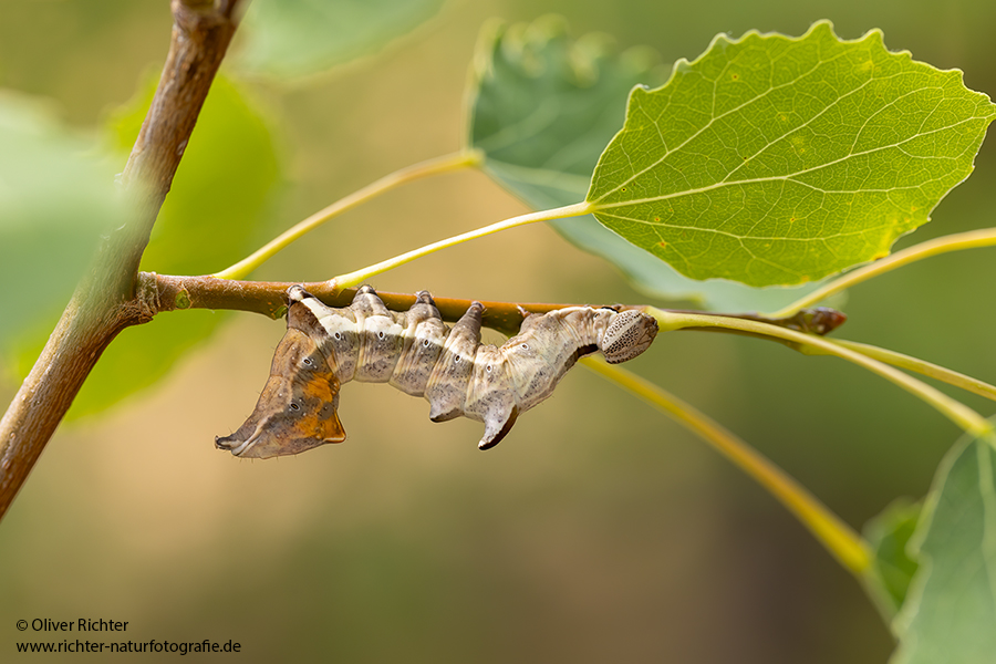 Zickzackspinner - Notodonta ziczac, Syn.: Eligmodonta ziczac, Zahnspinner, Insekten, Spinner, Raupe, Muldental, Grimma, Pappeln, Notodontidae