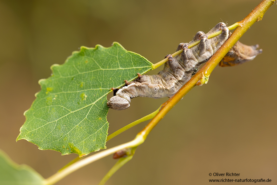 Zickzackspinner - Notodonta ziczac, Syn.: Eligmodonta ziczac, Zahnspinner, Insekten, Spinner, Raupe, Muldental, Grimma, Pappeln, Notodontidae