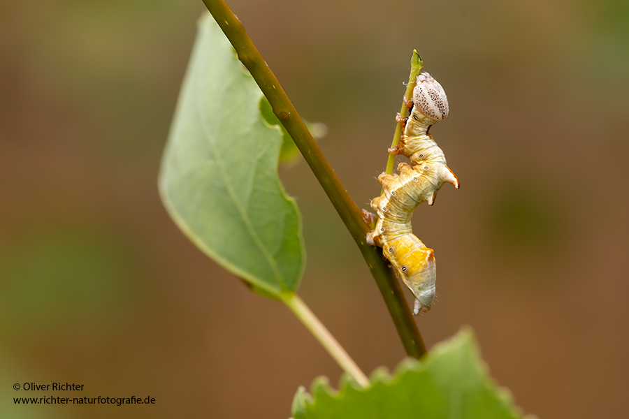 Zickzackspinner - Notodonta ziczac, Syn.: Eligmodonta ziczac, Zahnspinner, Insekten, Spinner, Raupe, Muldental, Grimma, Pappeln, Notodontidae