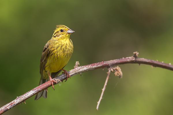 Goldammer, Ammern, Singvoegel, Vogel, Grimma, Muldental, Voegel, Sachsen, Emberizidae, Emberiza citrinella, Maennchen, Weibchen