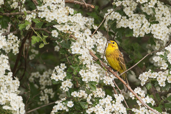 Goldammer, Ammern, Singvoegel, Vogel, Grimma, Muldental, Voegel, Sachsen, Emberizidae, Emberiza citrinella, Maennchen, Weibchen