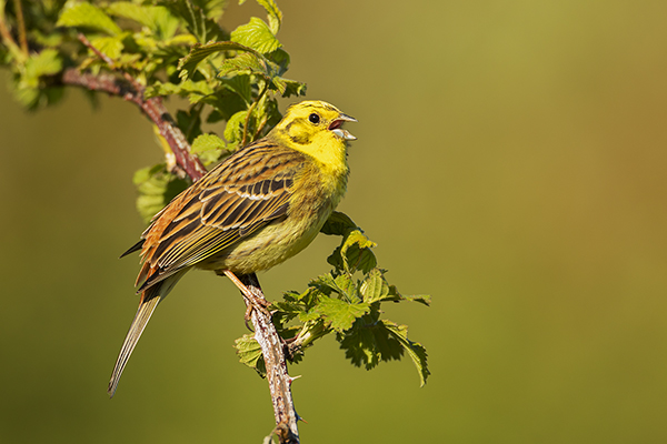 Goldammer, Ammern, Singvoegel, Vogel, Grimma, Muldental, Voegel, Sachsen, Emberizidae, Emberiza citrinella, Maennchen, Weibchen