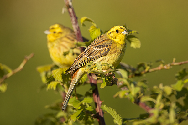 Goldammer, Ammern, Singvoegel, Vogel, Grimma, Muldental, Voegel, Sachsen, Emberizidae, Emberiza citrinella, Maennchen, Weibchen
