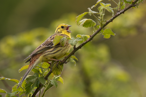 Goldammer, Ammern, Singvoegel, Vogel, Grimma, Muldental, Voegel, Sachsen, Emberizidae, Emberiza citrinella, Maennchen, Weibchen