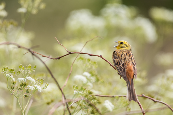 Goldammer, Ammern, Singvoegel, Vogel, Grimma, Muldental, Voegel, Sachsen, Emberizidae, Emberiza citrinella, Maennchen, Weibchen
