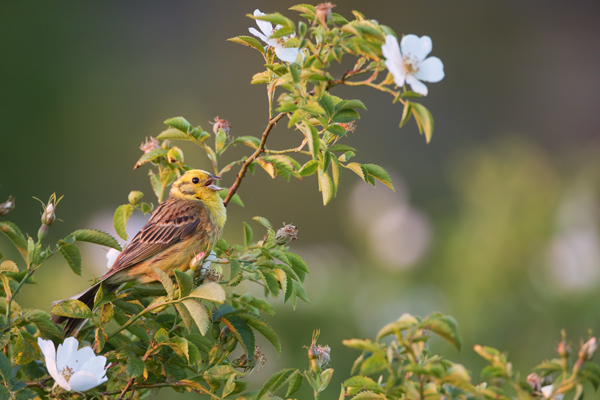 Goldammer, Ammern, Singvoegel, Vogel, Grimma, Muldental, Voegel, Sachsen, Emberizidae, Emberiza citrinella, Maennchen, Weibchen