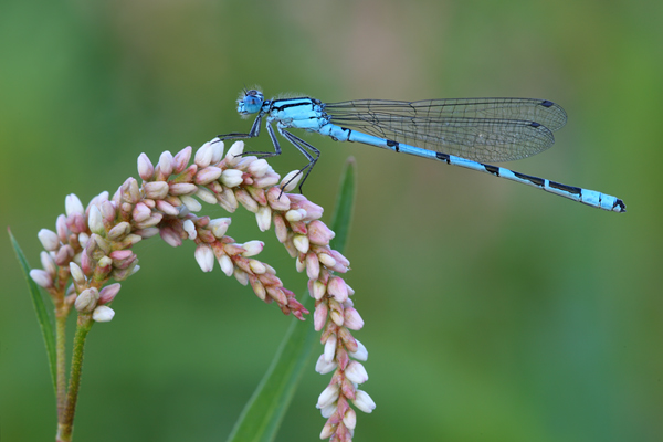 Becher-Azurjungfer - Enallagma cyathigerum