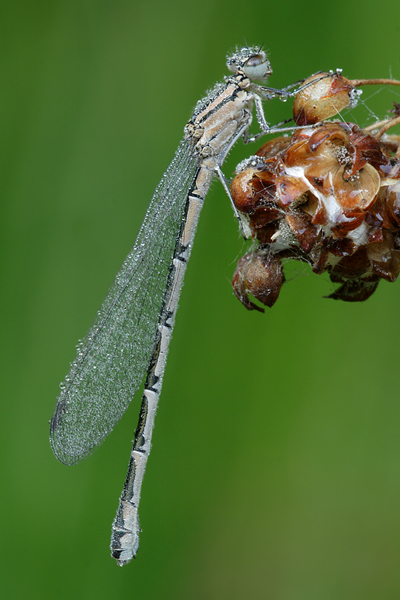 Becher-Azurjungfer - Enallagma cyathigerum - Weibchen  