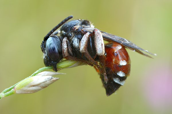 Schmuckbiene - Epeoloides-sp