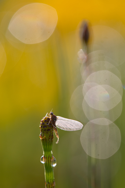 Eintagsfliegenlarve am Schachtelhalm Insekten richter-naturfotografie Ephemeroptera Eintagsfliegen Sachsen Gliederfüßer Tracheentiere Larve Nymphen Fluginsekten