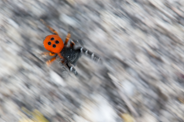 Rote Roehrenspinne Eresus kollari , Roehrenspinne, Spinne, Spinnen, Webspinnen, Eresus, Thueringen