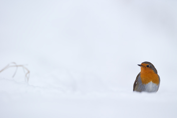 Rotkehlchen - Erithacus rubecula, Robin, Singvogel, Singvoegel, Muldental, Grimma, Voegel, Vogel