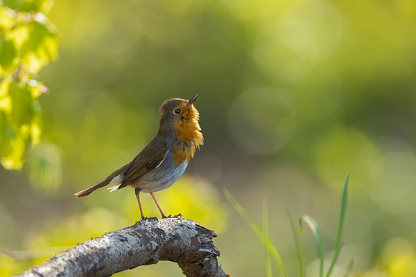 Rotkehlchen - Erithacus rubecula, Robin, Singvogel, Singvoegel, Muldental, Grimma, Voegel, Vogel