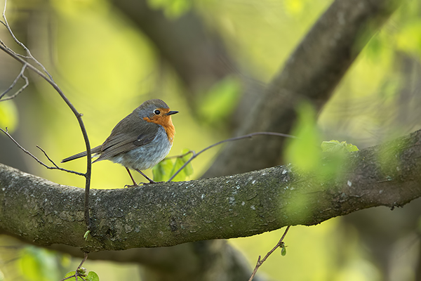 Rotkehlchen - Erithacus rubecula, Robin, Singvogel, Singvoegel, Muldental, Grimma, Voegel, Vogel