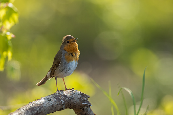 Rotkehlchen - Erithacus rubecula, Robin, Singvogel, Singvoegel, Muldental, Grimma, Voegel, Vogel
