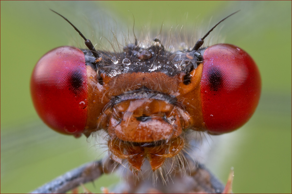 Großes Grantauge - Erythromma-najas -  Maennchen Odonata Libellen Kleinlibellen Muldental Grimma Sachsen Grantauge