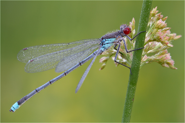 Granatauge - Erythromma-najas -  Maennchen Odonata Libellen Kleinlibellen Muldental Grimma Sachsen Grantauge
