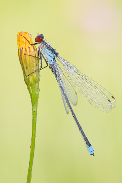 Großes Granatauge - Erythromma-najas -  Maennchen Odonata Libellen Kleinlibellen Muldental Grimma Sachsen Grantauge