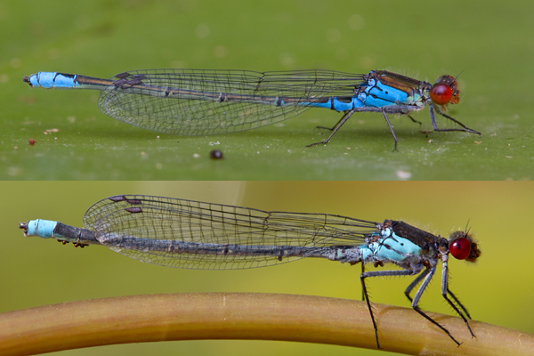Kleines Granatauge (oben) und Großes Grantauge mit Milben (unten) - Erythromma-najas -  Maennchen Odonata Brandenburg Libellen Kleinlibellen Grantauge