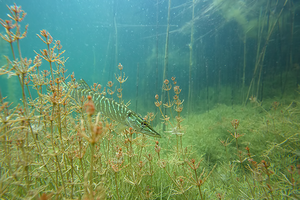 Hecht - Esox lucius Fische Raubfische ewa marine Hechte toller Hecht Mecklenburg