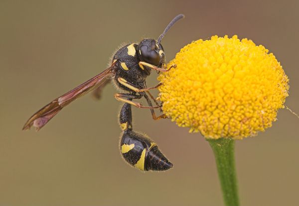 Glockenwespe - Eumenes pomiformis