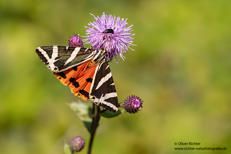 Russischer Baer, Spanische Flagge, Schmetterling, Euplagia quadripunctaria, Sachsen, Eulenfalter, Baerenspinner, Spinner, Erebidae
