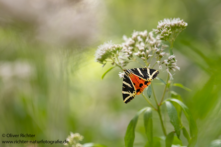Russischer Baer, Spanische Flagge, Schmetterling, Euplagia quadripunctaria, Sachsen, Eulenfalter, Baerenspinner, Spinner, Erebidae