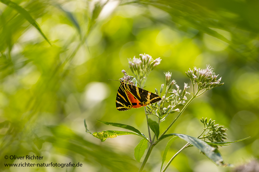 Russischer Baer, Spanische Flagge, Schmetterling, Euplagia quadripunctaria, Sachsen, Eulenfalter, Baerenspinner, Spinner, Erebidae