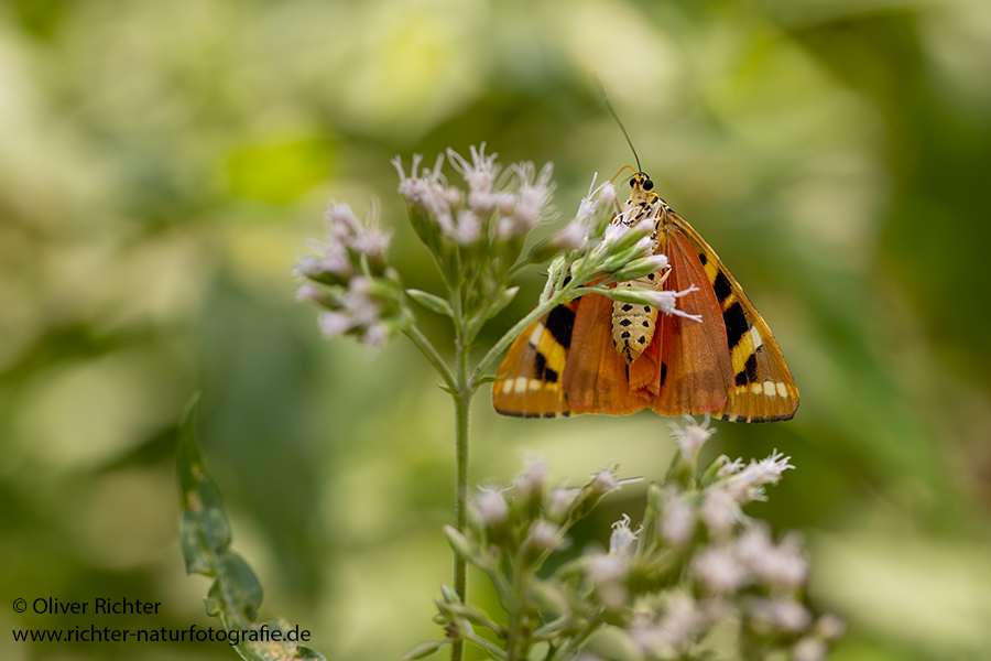 Russischer Baer, Spanische Flagge, Schmetterling, Euplagia quadripunctaria, Sachsen, Eulenfalter, Baerenspinner, Spinner, Erebidae