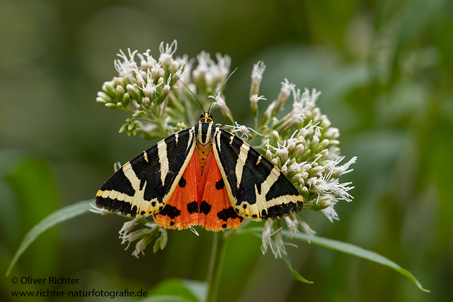 Russischer Baer, Spanische Flagge, Schmetterling, Euplagia quadripunctaria, Sachsen, Eulenfalter, Baerenspinner, Spinner, Erebidae