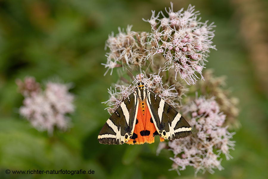 Russischer Baer, Spanische Flagge, Schmetterling, Euplagia quadripunctaria, Sachsen, Eulenfalter, Baerenspinner, Spinner, Erebidae