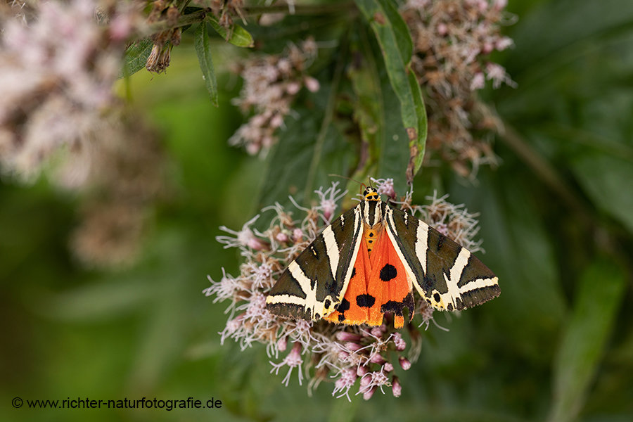 Russischer Baer, Spanische Flagge, Schmetterling, Euplagia quadripunctaria, Sachsen, Eulenfalter, Baerenspinner, Spinner, Erebidae