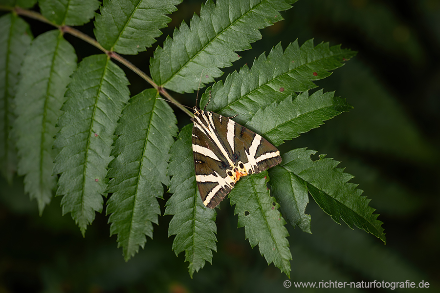 Russischer Baer, Spanische Flagge, Schmetterling, Euplagia quadripunctaria, Sachsen, Eulenfalter, Baerenspinner, Spinner, Erebidae