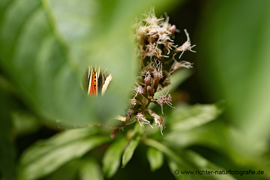 Russischer Baer, Spanische Flagge, Schmetterling, Euplagia quadripunctaria, Sachsen, Eulenfalter, Baerenspinner, Spinner, Erebidae