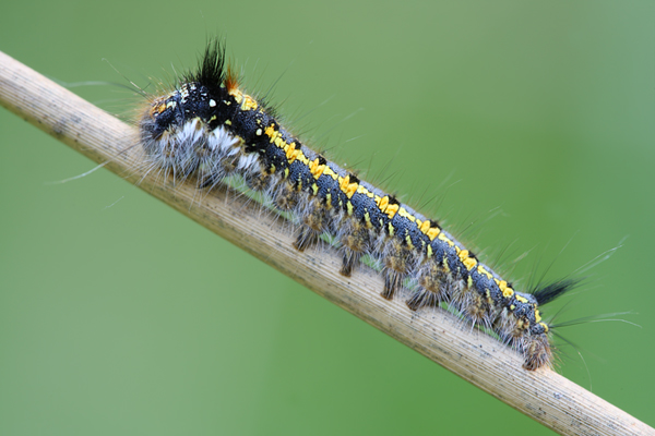Grasglucke (Trinkerin) - Euthrixpotatoria