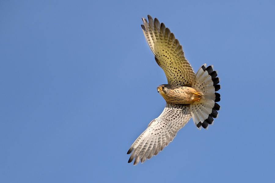 Turmfalke - Falco tinnunculus - Männchen