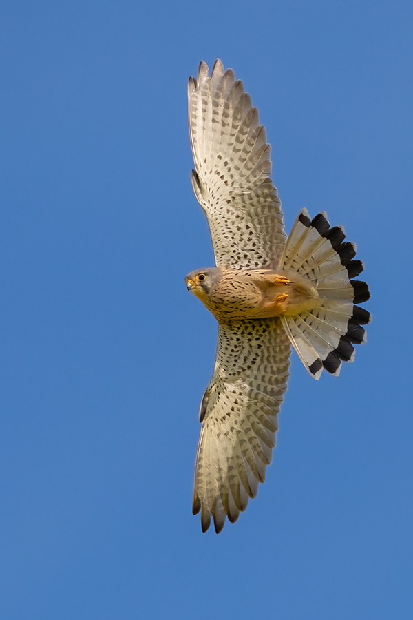 Turmfalke - Falco tinnunculus - Männchen