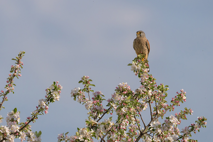 Turmfalke - Falco tinnunculus - Männchen