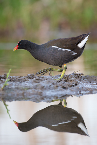 Teichralle (Teichhuhn) - Gallinula chloropus Rallen, Muldental, Grimma, Sachsen, Kranichvoegel, Teichralle, Teichrallen
