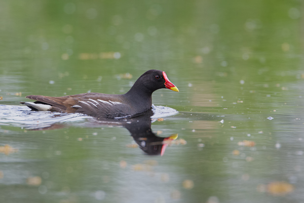 Teichhuhn - Gallinula chloropus - Teichralle, Ralle, Pullus, pullin, Rallenvoegel, Voegel,  Kranichvoegel, Rallus, Sachsen, Grimma, Sachsen Muldental