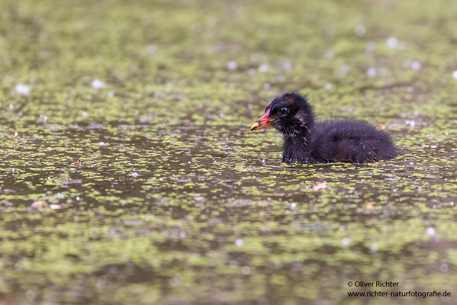 Teichhuhn - Gallinula chloropus - Teichralle, Ralle, Pullus, pullin, Rallenvoegel, Voegel,  Kranichvoegel, Rallus, Sachsen, Grimma, Sachsen Muldental