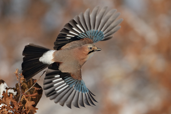 Eichelhaeher - Garrulus glandarius Singvoegel Rabenvoegel Voegel Sachsen