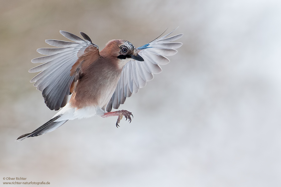 Eichelhaeher - Garrulus glandarius Singvoegel Rabenvoegel Voegel Sachsen Badender Eichelhaeher