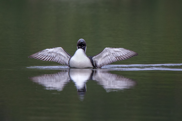 Prachttaucher, Gavia arctica, Seetaucherartige, Taucher, Norwegen, Gaviidae, Gaviiformes